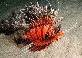 Komodo 2016 - Spotfin lionfish - Poisson diable - Pterois antennata - IMG_6966_rc